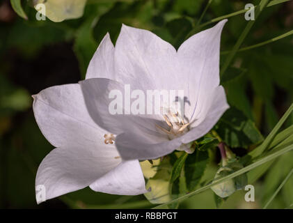 Color outdoor natural floral closeup image of a pair of isolated wide open white  peach-leaved bellflower blossoms on natural green background Stock Photo