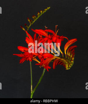 Fine art still life color macro image of a single isolated red montbretia / crocosmia on black paper background in vintage painting style Stock Photo
