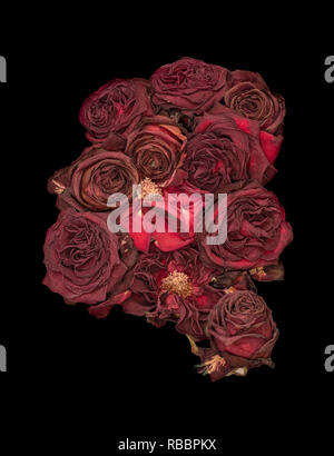 Fine art still life floral close up macro of a bouquet/bunch/set/collage of aged lush purple dark red velvety rose blossoms with detailed texture Stock Photo