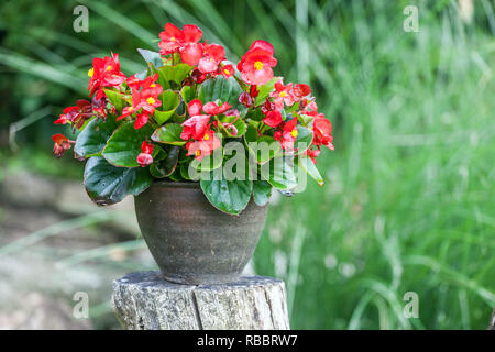 Begonia in ceramic pot, Garden Stock Photo