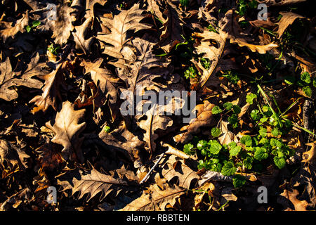 Fallen oak leaves on the ground, an autumn view Stock Photo
