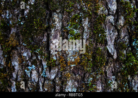 Tree bark on close-up Stock Photo