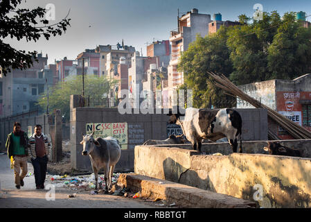 Scavenging Animals: As morning commuters walk by, cows graze on Khadar's pastures of garbage (in JJ Colony Madanpur Khadar, New Delhi) Stock Photo