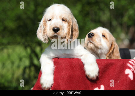 Gorgeous English Cocker Spaniel puppies behind red blanket Stock Photo