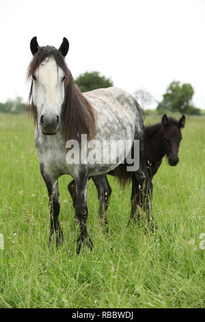 Fell pony mare with foal on pasturage Stock Photo