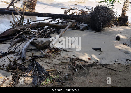 Nature's Debris on a Sandy Beach in Cahuita National Park Stock Photo