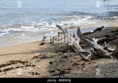 Driftwood Pieces on a Sandy Beach in Cahuita National Park, Costa Rica Stock Photo