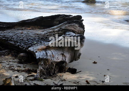A large piece of driftwood on a Beach in Cahuita National Park, Costa Rica Stock Photo