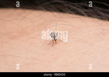 Close-up mosquito sucking blood Stock Photo
