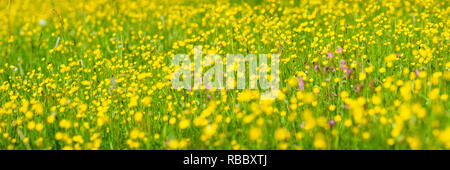 wide angle banner with blooming flowers on meadow Stock Photo