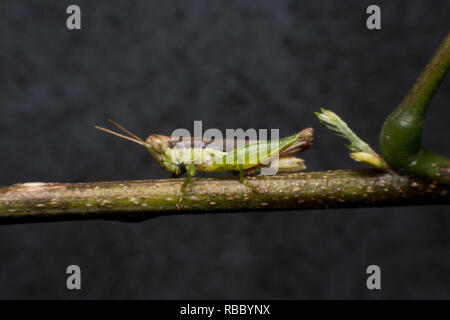 Macro of a Grasshopper on branch Stock Photo