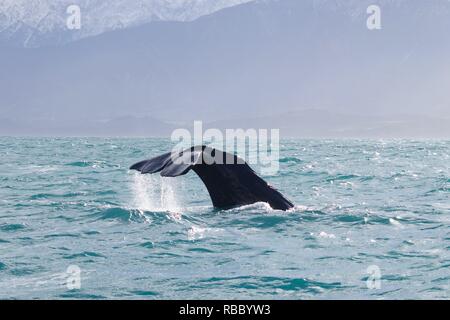 Diving Sperm Whale in Pacific Ocean. Water running from the tail fin, snow covered mountains in the background. Stock Photo