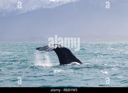 Diving Sperm Whale in Pacific Ocean. Water running from the tail fin, snow covered mountains in the background. Stock Photo