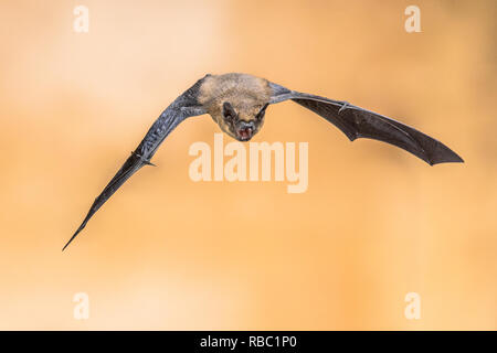 Flying Pipistrelle bat (Pipistrellus pipistrellus) high speed photography shot of echolocating animal on brown background. Bats shout sonar pulses to  Stock Photo