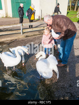 Feeding Mute Swans on a winters day at Stanley Park lake Blackpool Lancashire England UK Stock Photo