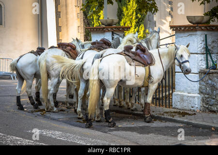 White saddled horses waiting on traditional Abrivado bull running festival in Southern France Stock Photo