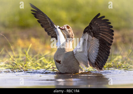 Egyptian goose (Alopochen aegyptiaca) spreading wings and about to fly off from shallow pond. This bird is a problematic invasive specie in much of Eu Stock Photo
