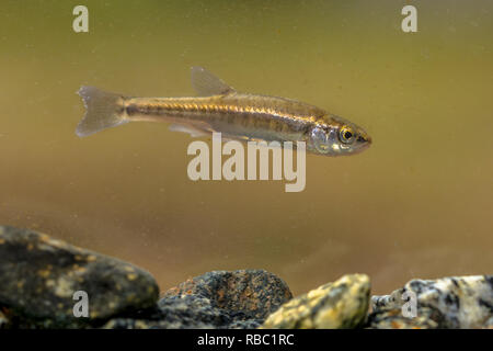 Eurasian minnow (Phoxinus phoxinus) is a small species of freshwater fish in the carp family Cyprinidae. Swimming in creek with rocky bottom. Stock Photo