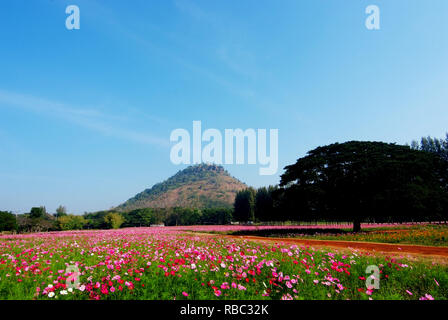 A landscape view of cosmos flower field (farm) Stock Photo