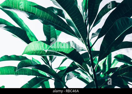 Beautiful leaf (leaves)  texture pattern backgrounds ideas.nature concepts Stock Photo