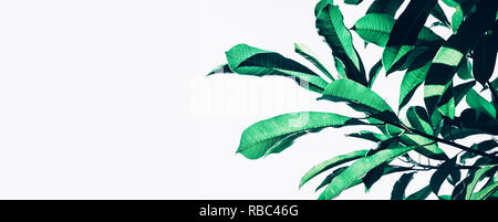 Beautiful leaf (leaves)  texture pattern backgrounds ideas.nature concepts Stock Photo