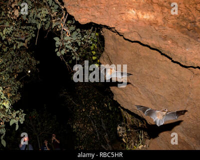 Tourists observing Eastern Horseshoe Bats or Micro Bats (Rhinolophus megaphyllus ignifer) coming out of Archway Cave to hunt at night, Undara Lava Tub Stock Photo