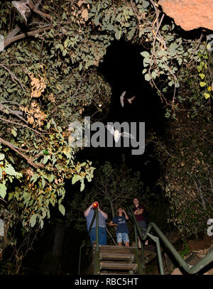 Tourists observing Eastern Horseshoe Bats or Micro Bats (Rhinolophus megaphyllus ignifer) coming out of Archway Cave to hunt at night, Undara Lava Tub Stock Photo