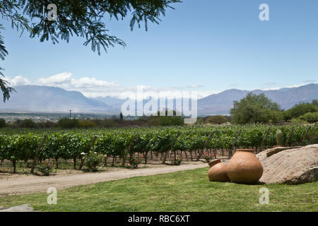 Vineyards in Cafayate, Argentina Stock Photo