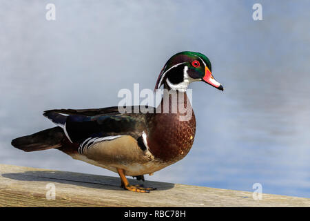 male Wood Duck standing on fence rail Stock Photo