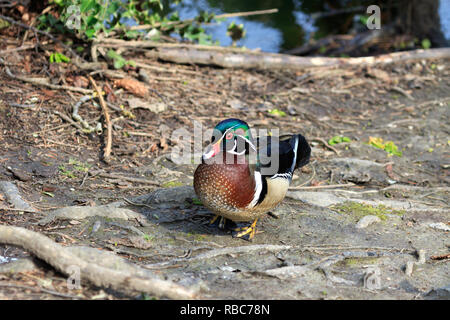male Wood Duck standing on the ground Stock Photo
