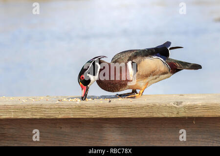 male Wood Duck standing on wood fence eating seed Stock Photo