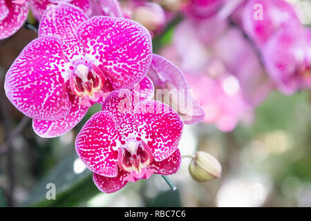 Orchid flower in orchid garden at winter or spring day for beauty and agriculture concept design. Phalaenopsis orchid or Moth orchid. Stock Photo