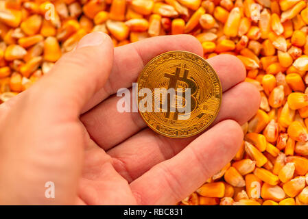 Bitcoin in hand over corn kernels heap, conceptual image for cryptocurrency related commercial activity with commodity trade in agricultural business