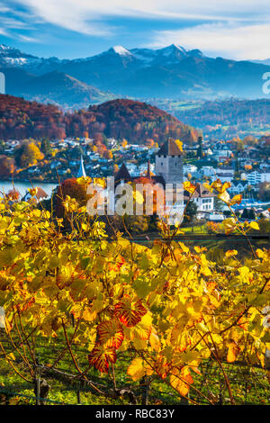 Spiez Castle and vineyards, Berner Oberland, Switzerland Stock Photo