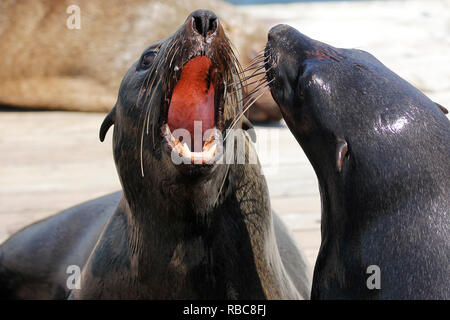 Two juvenile cape fur seals play-fighting. Stock Photo