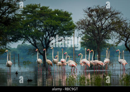 nature scenery or natural painting by Greater flamingo flock or