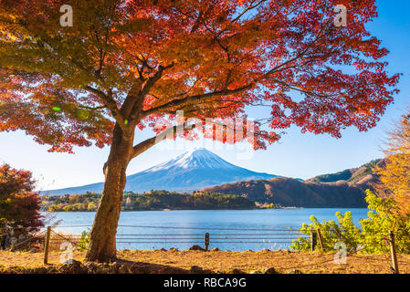 Mountain Fuji and maple tree in Japan Stock Photo - Alamy