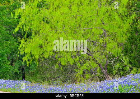 Texas bluebonnets and spring mesquite tree, Turkey Bend Lower Colorado Recreation Authority, Marble Falls, Texas, USA Stock Photo