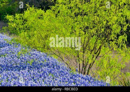 Flowering bluebonnets and spring mesquite tree near Lake Travis, Pace Bend Lower Colorado Recreation Authority, Spicewood, Travis County, Texas, USA Stock Photo