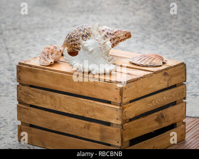 Closeup of various shells placed on a wooden box Stock Photo