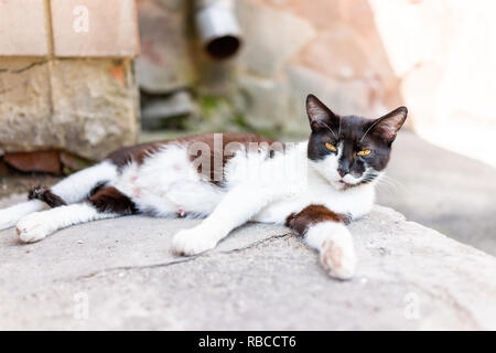 Stray black and white cat with beautiful orange eyes on porch, sidewalk street in Rivne, Ukraine by house home building closeup, steps, craked broken  Stock Photo