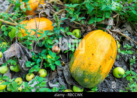 Closeup of large yellow, green colorful butternut squash pumpkins ripening on ground in summer garden with many fallen apples, vegetables growing on p Stock Photo