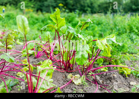 Closeup of large red, green colorful beet leaves greens on ground in summer garden with vegetable plants growing on dirt soil Stock Photo