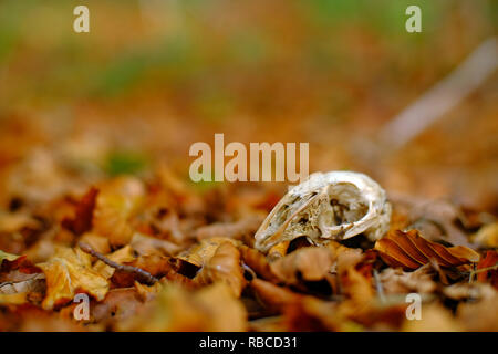 Rabbit skull on the forest floor amongst leaf litter. Stock Photo