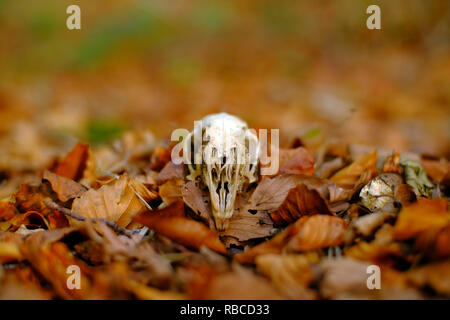 Rabbit skull on the forest floor amongst leaf litter. Stock Photo