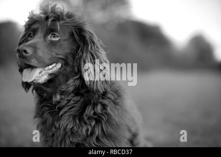 Black and white portrait of a working cocker spaniel dog. Stock Photo