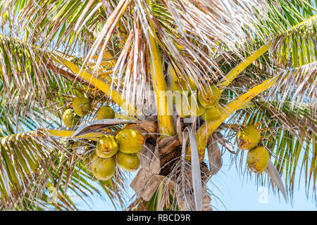 Closeup of many colorful orange or yellow palm tree leaves with green unripe ripe coconuts on branches isolated against sky in Florida Stock Photo