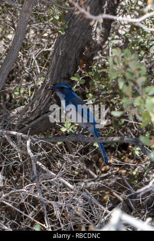 A California scrub jay (Aphelocoma californica) in the Joshua Tree National Park, California, United States. Stock Photo