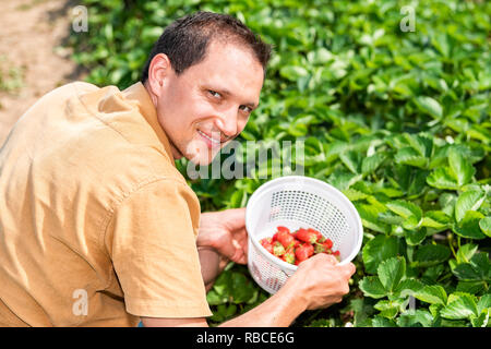 Young happy smiling man picking strawberries in green field rows farm with basket of red berries fruit in hot summer Stock Photo