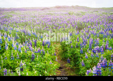 Trail path hiking with colorful blue and purple wet lupine lupin flowers in Iceland and sunlight Stock Photo